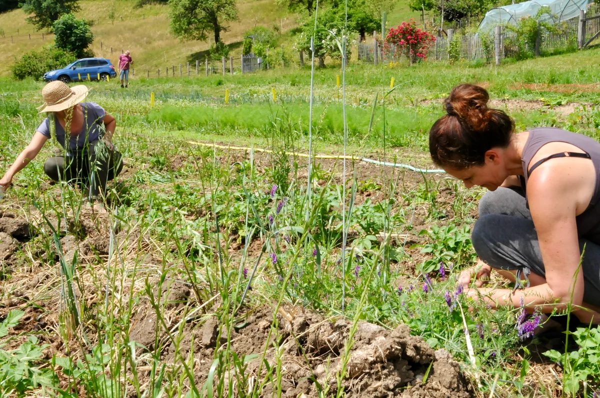 Man sieht Menschen gemeinsam im Gemüsegarten arbeiten.